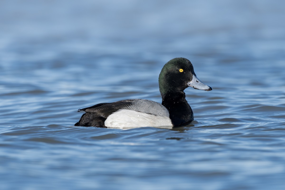 Greater Scaup - ML615484547