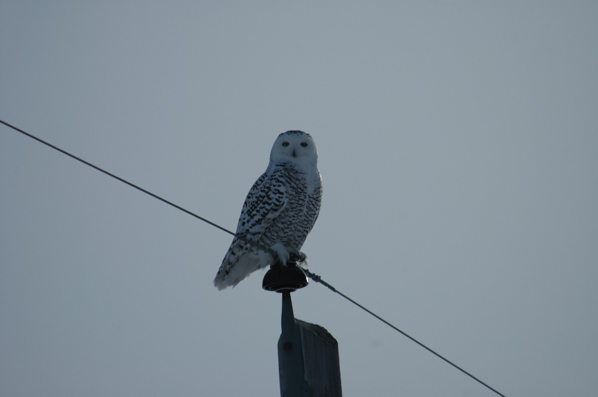 Snowy Owl - ML615484644