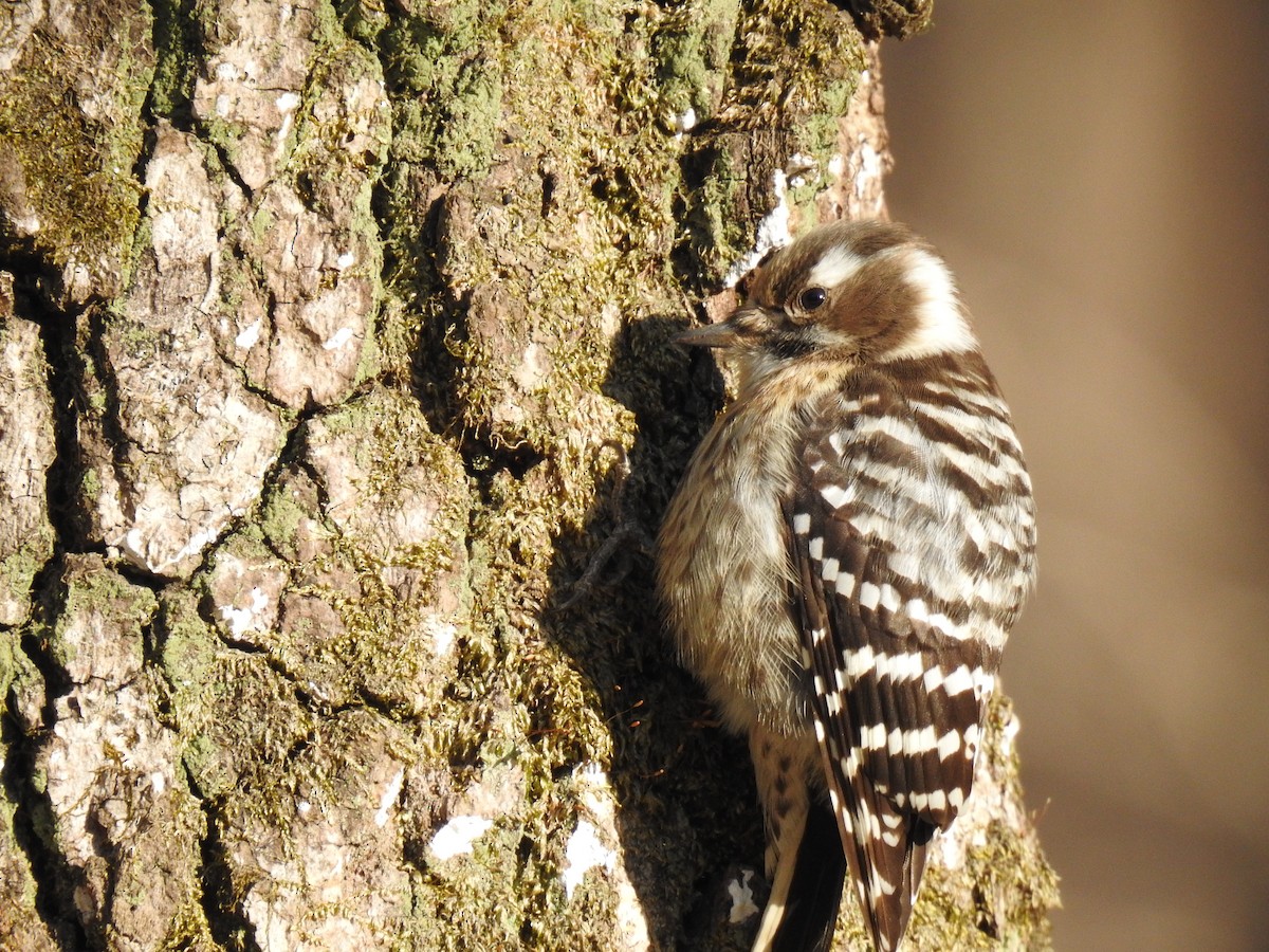 Japanese Pygmy Woodpecker - ML615484695