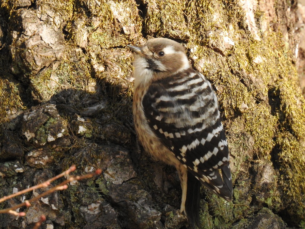 Japanese Pygmy Woodpecker - ML615484696