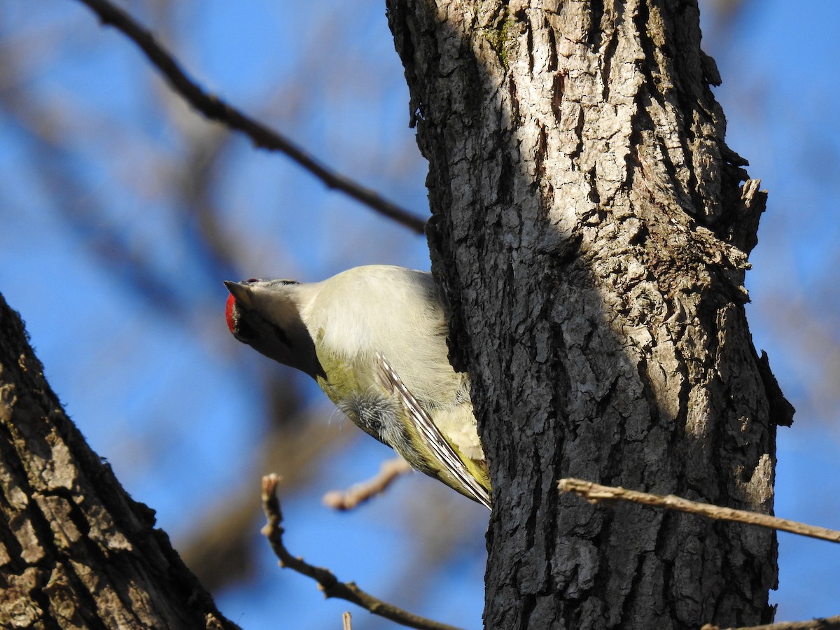 Gray-headed Woodpecker - ML615484701