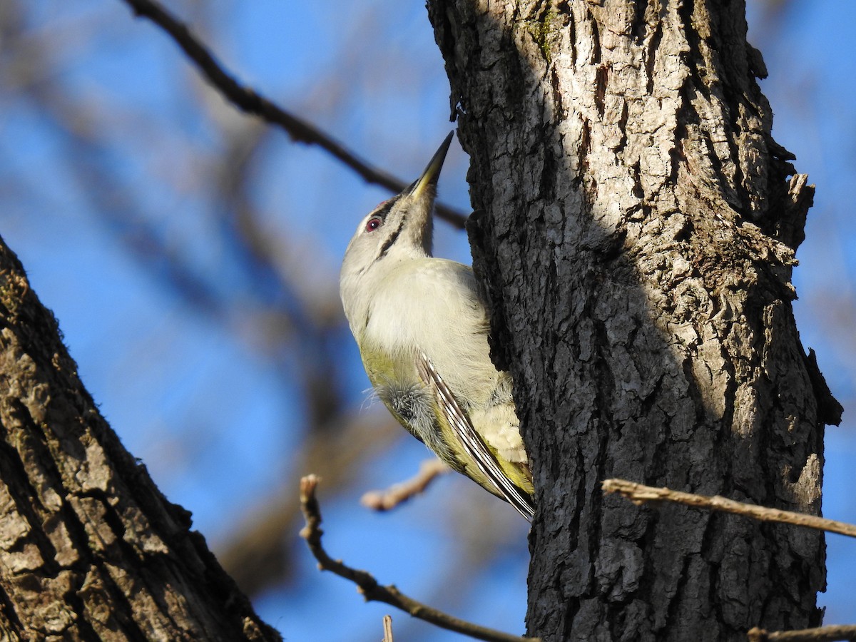Gray-headed Woodpecker - ML615484702