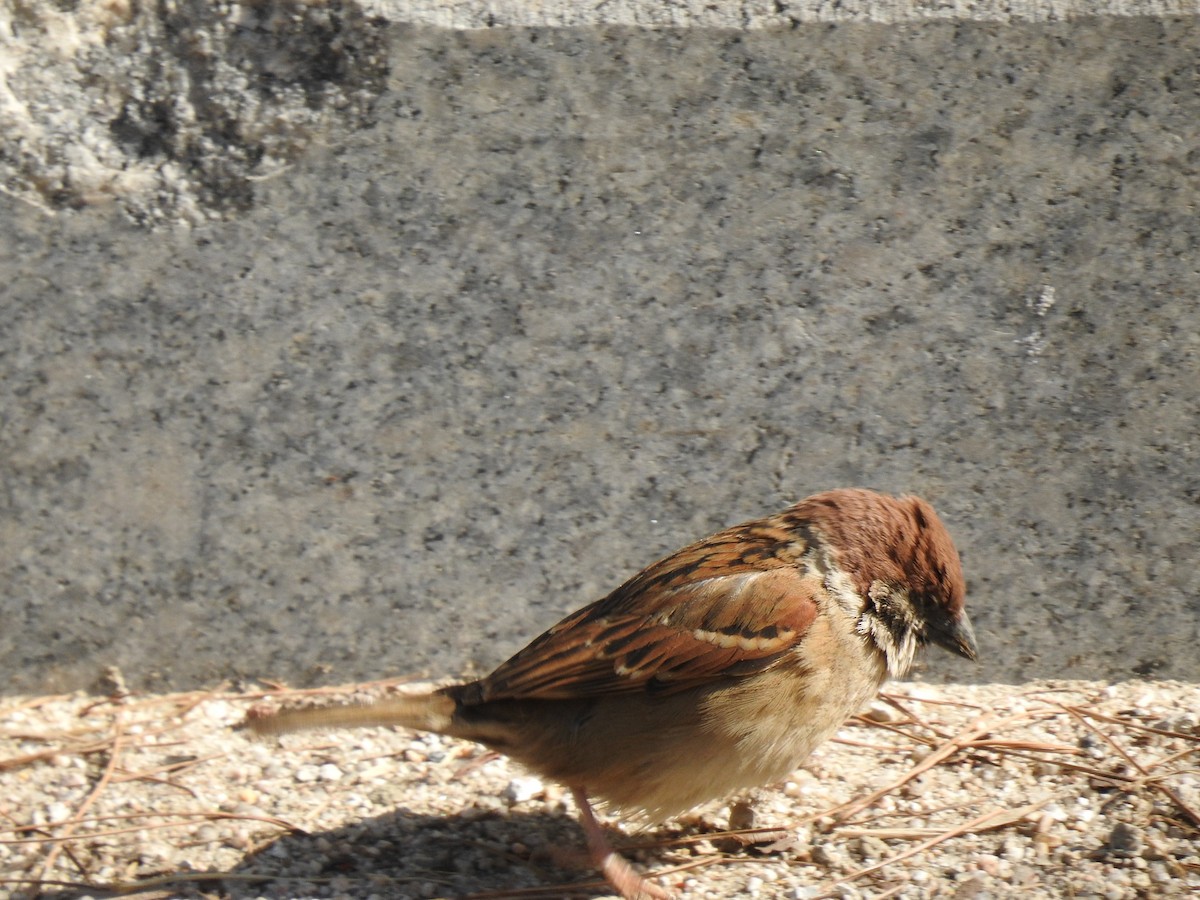 Eurasian Tree Sparrow - ML615484750