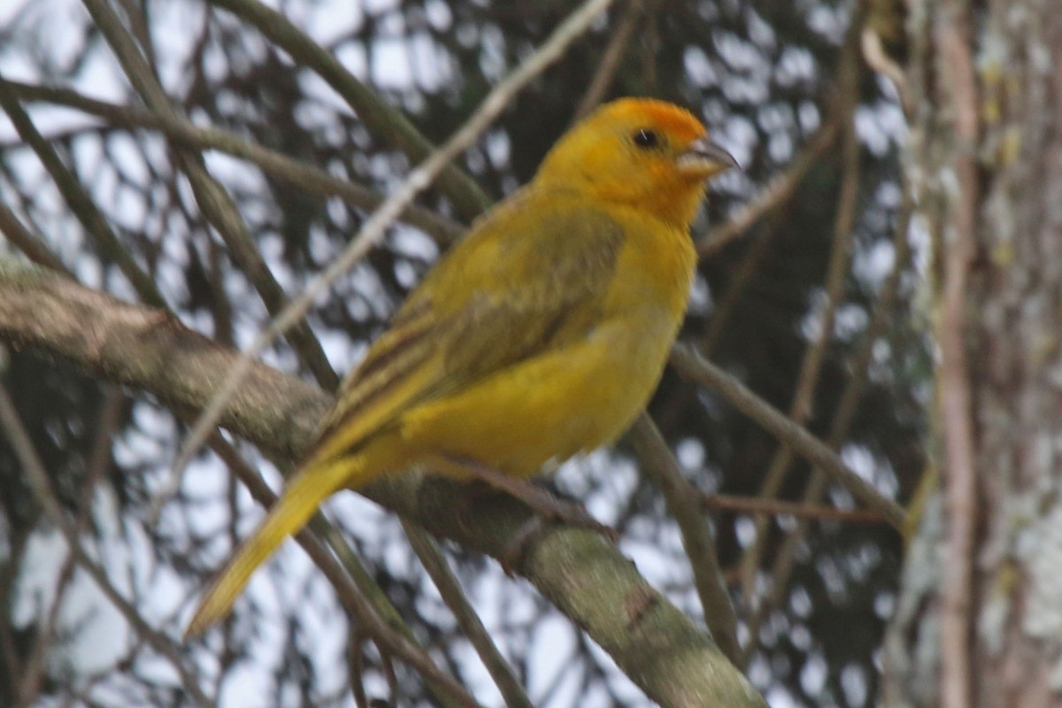 Saffron Finch - Joan and/or George Sims