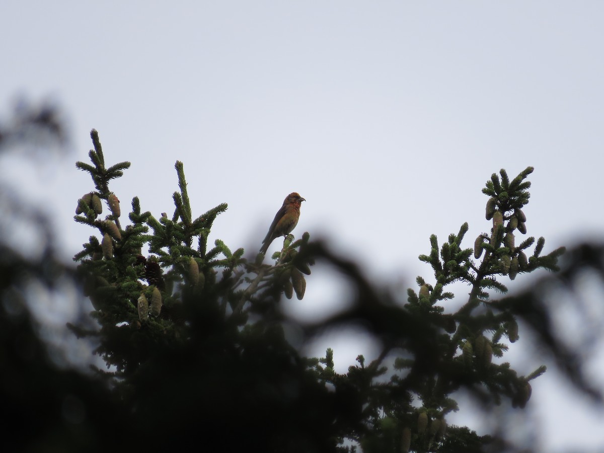 Red Crossbill (Himalayan) - ML615484884