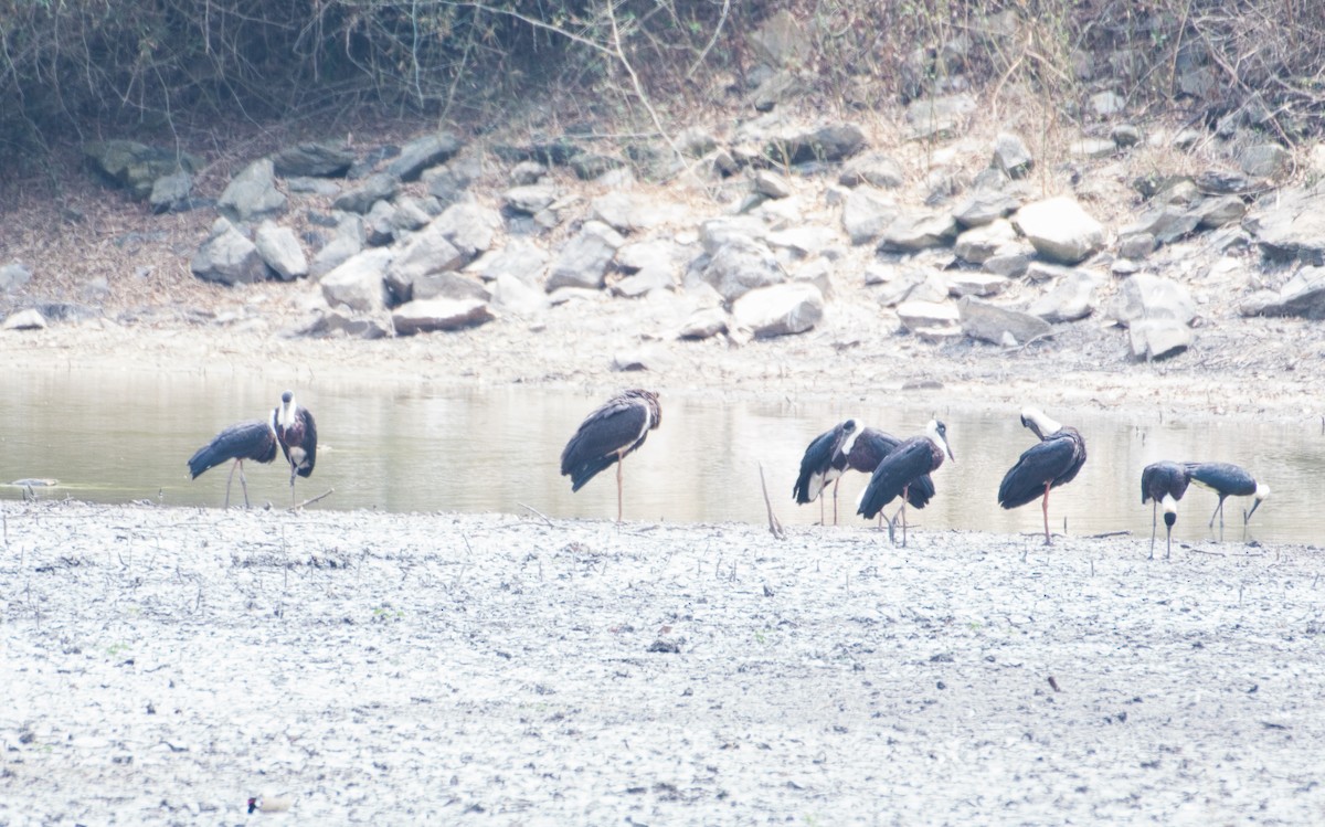 Black Stork - ashish  mahajan