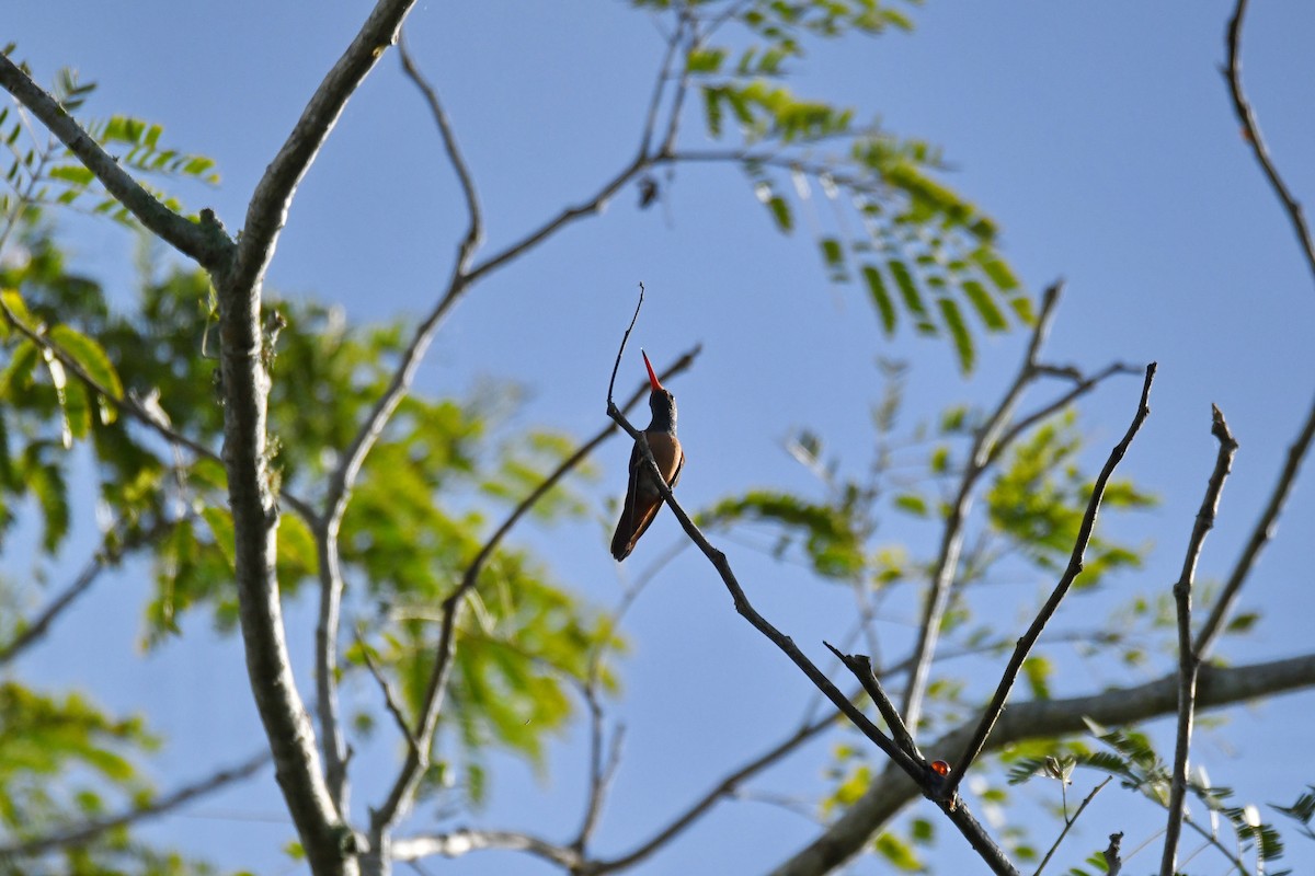 Buff-bellied Hummingbird - ML615484977