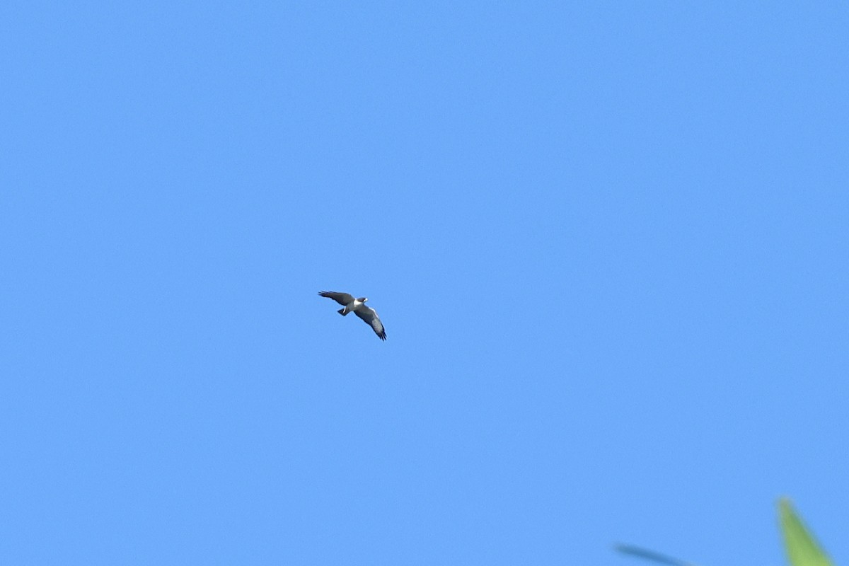 Short-tailed Hawk - ML615485072