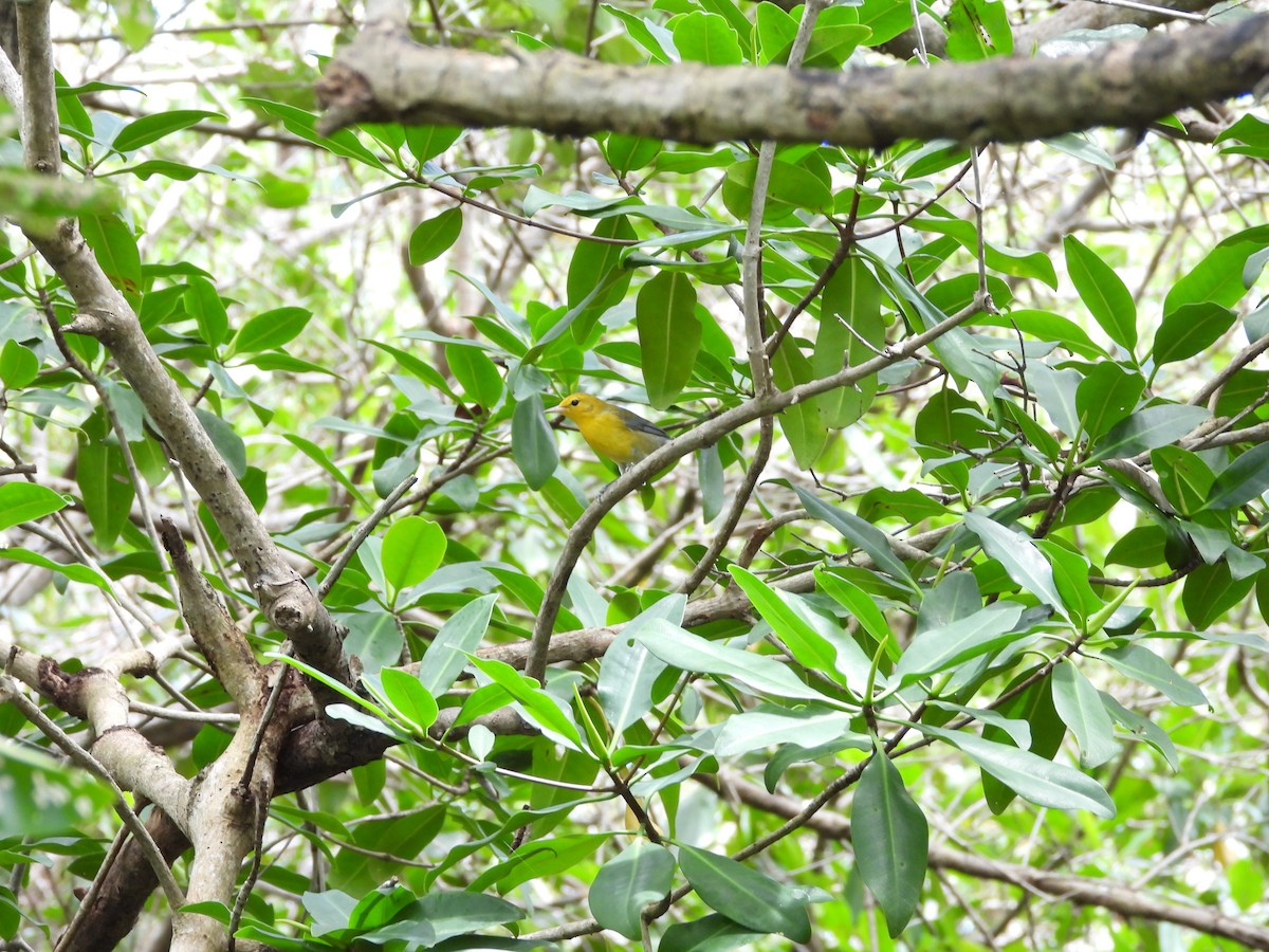 Prothonotary Warbler - ML615485120