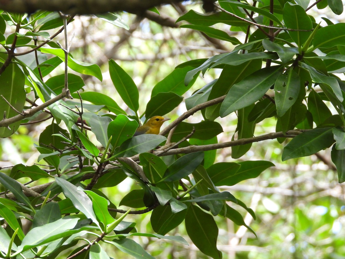 Prothonotary Warbler - ML615485148