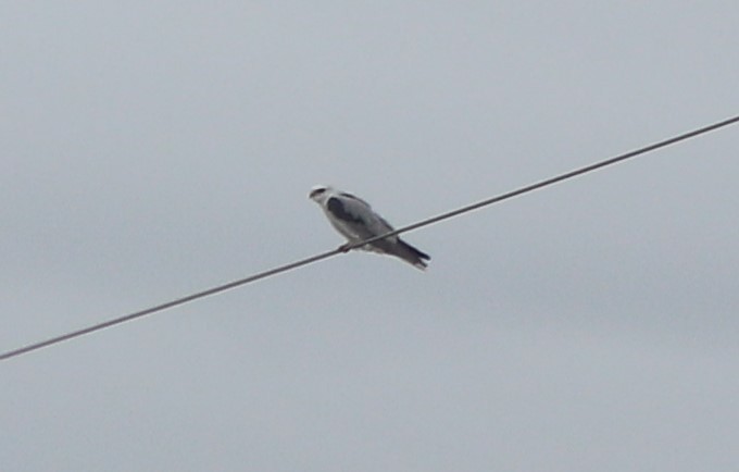 White-tailed Kite - ML615485236