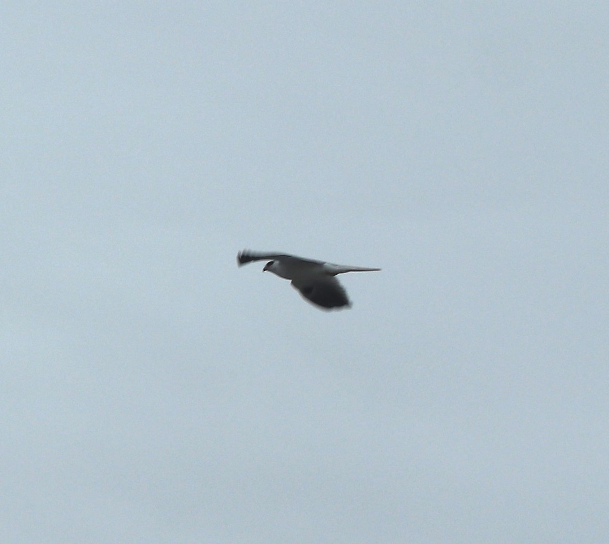 White-tailed Kite - ML615485237