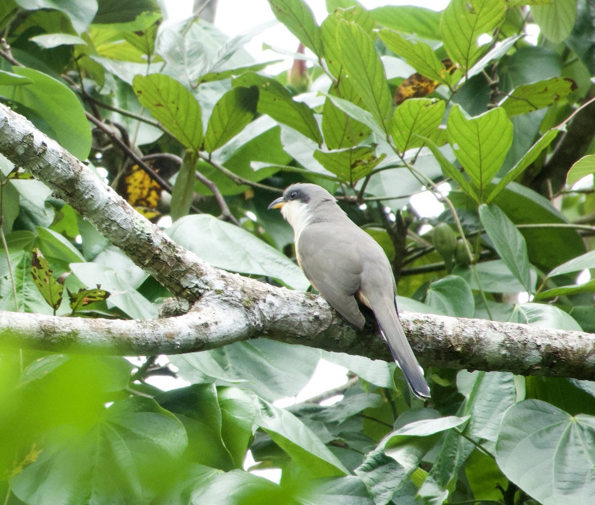 Mangrove Cuckoo - ML615485309