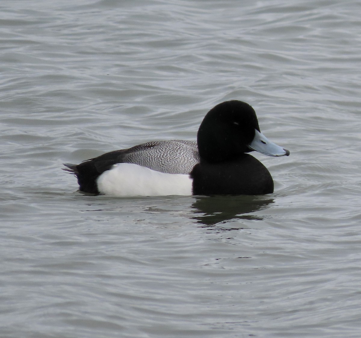 Greater Scaup - ML615485313