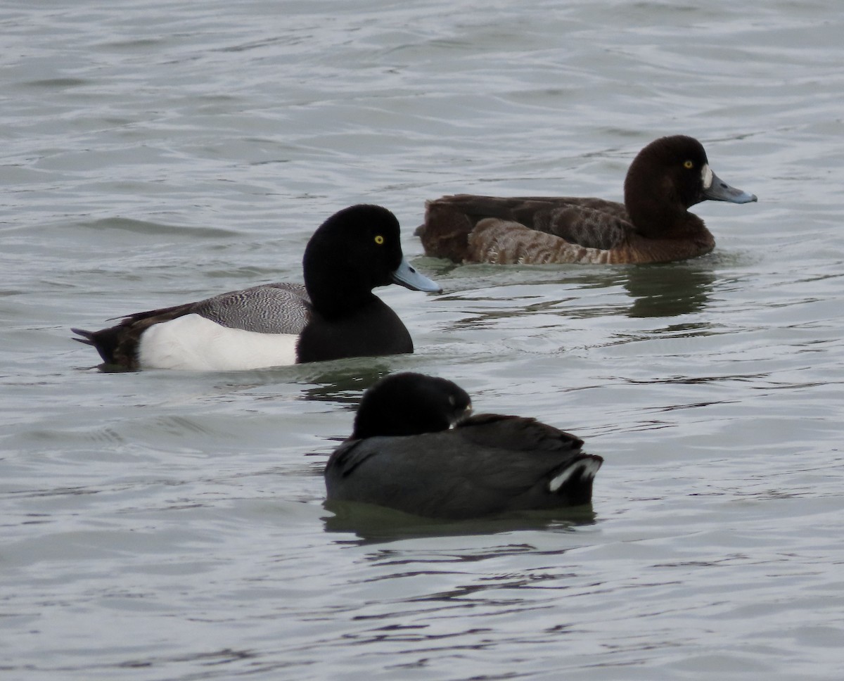 Greater Scaup - ML615485314