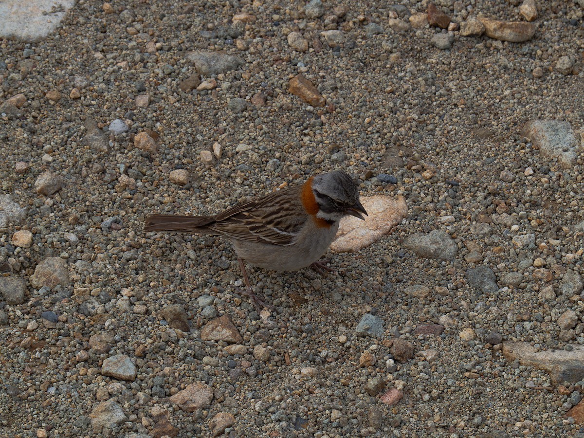 Rufous-collared Sparrow - ML615485607