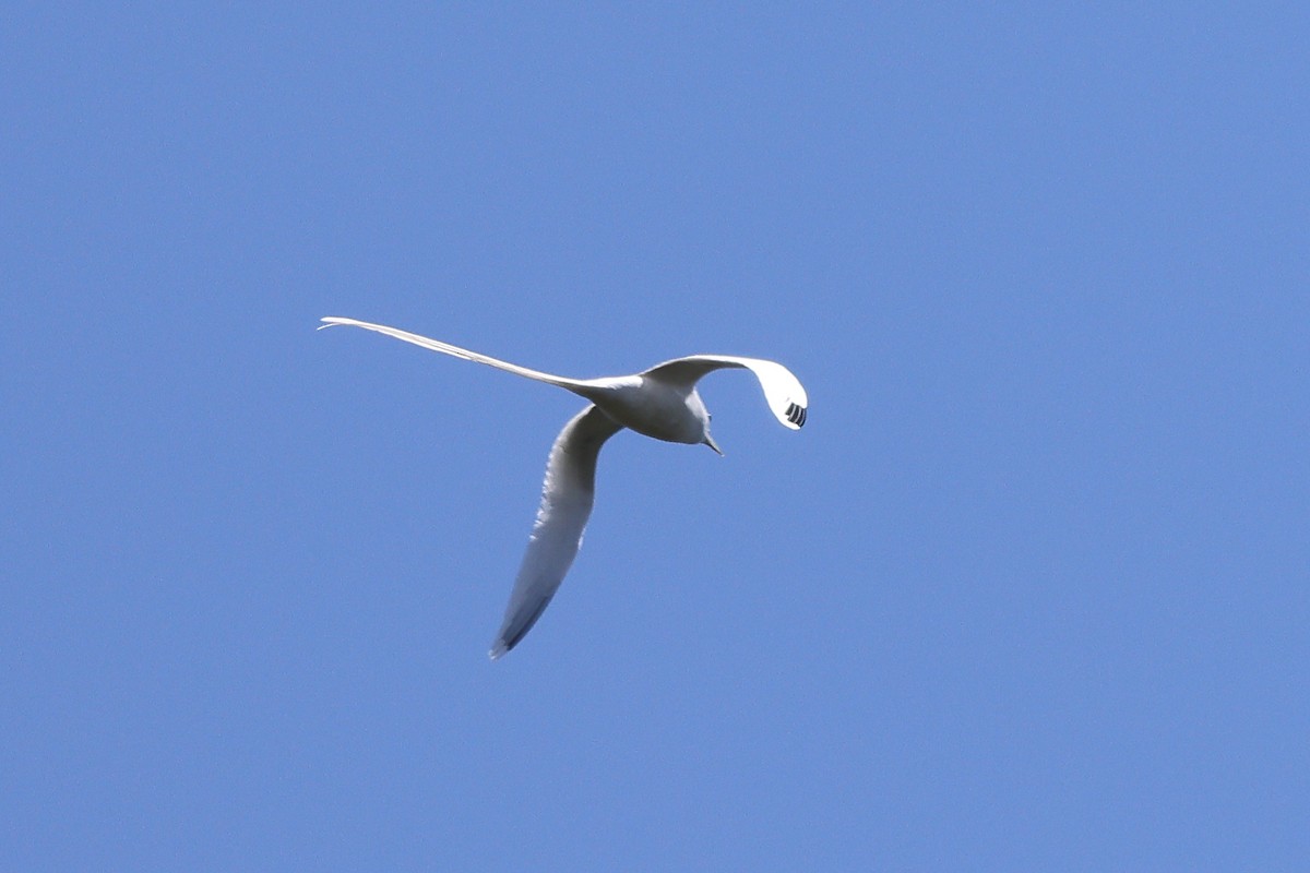 White-tailed Tropicbird - ML615485638