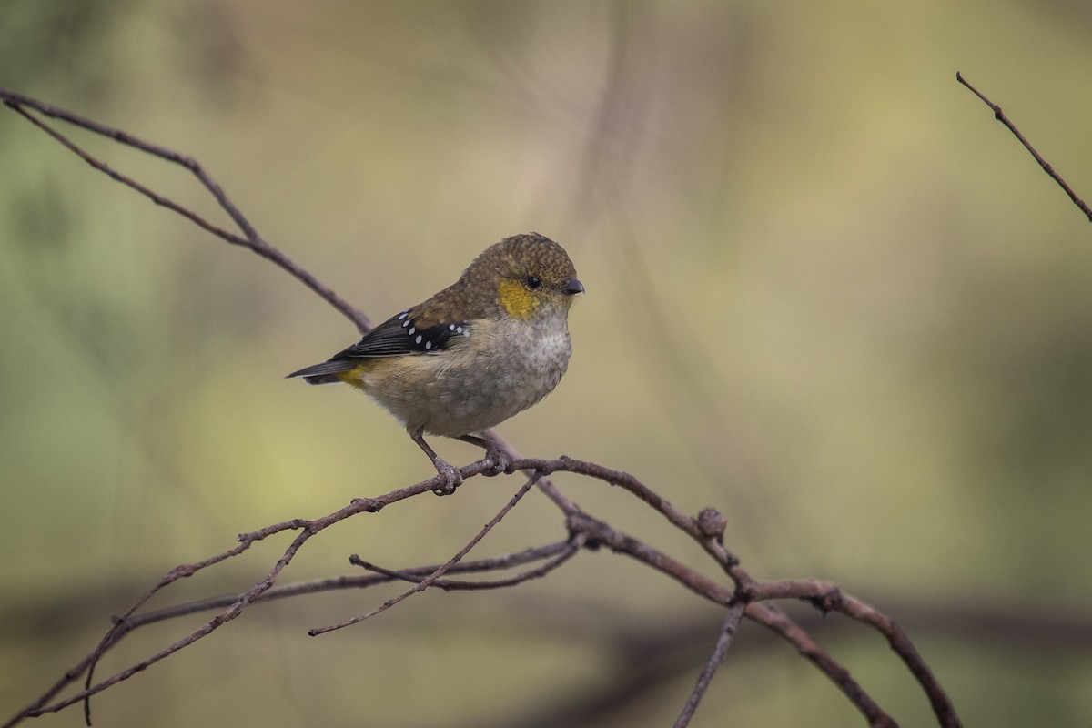 Forty-spotted Pardalote - Ramit Singal