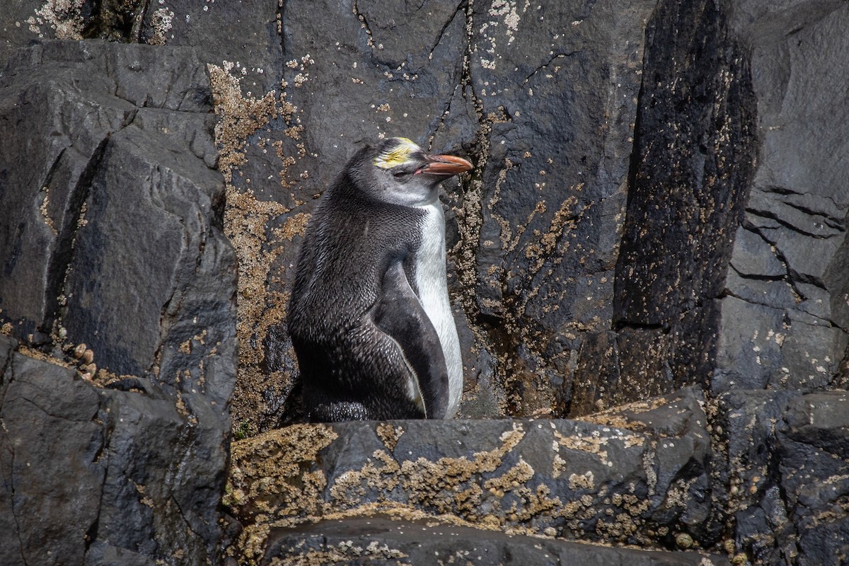 Royal Penguin - Ramit Singal