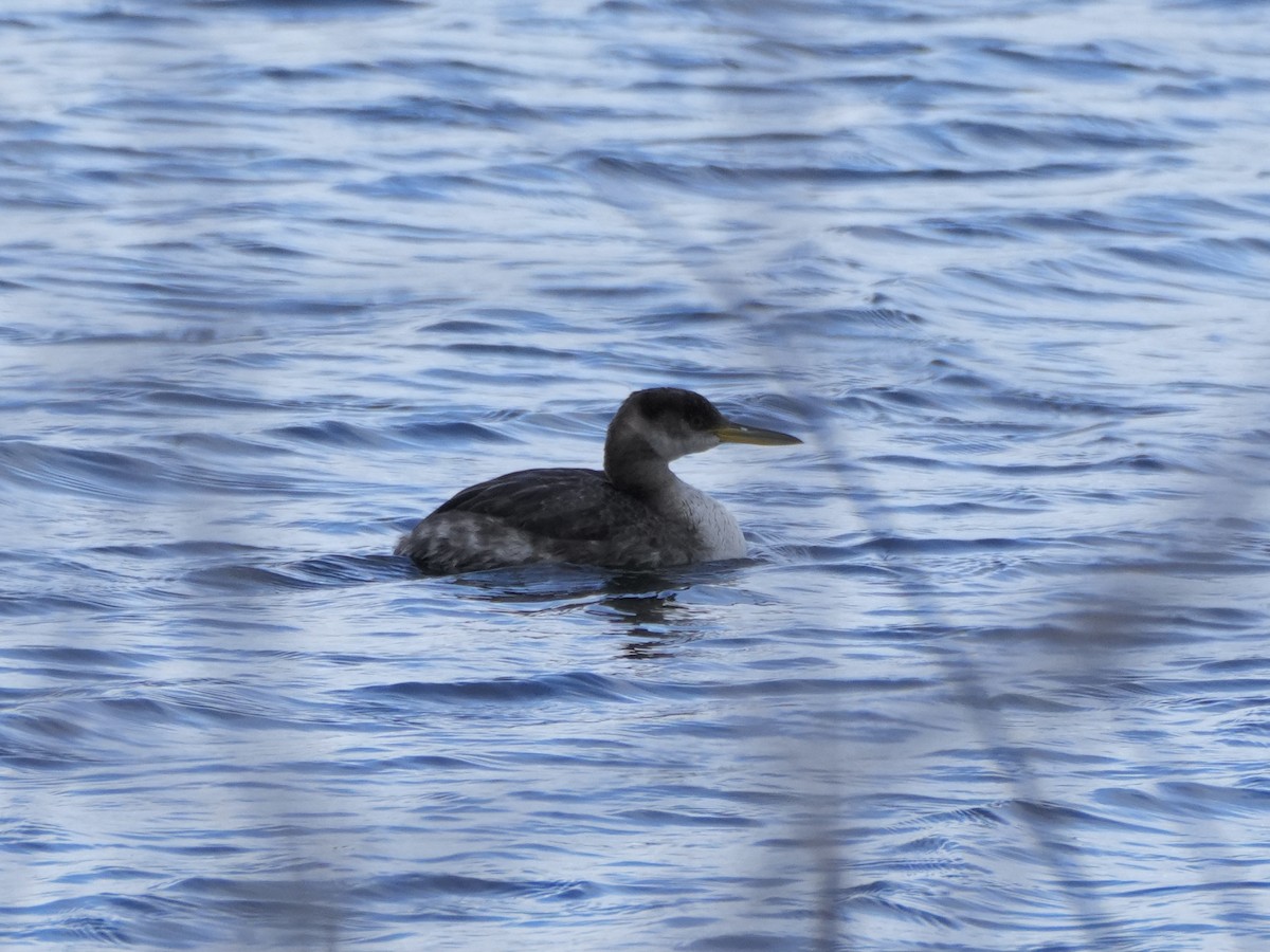 Red-necked Grebe - ML615485762