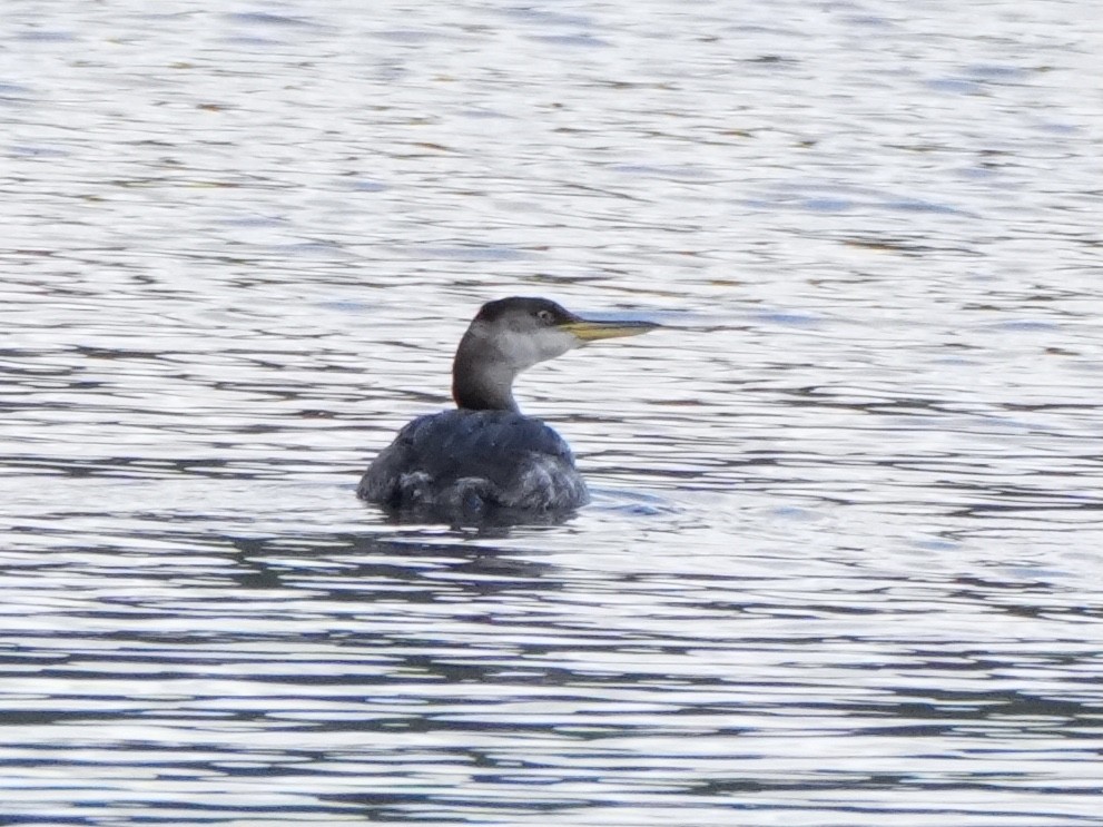 Red-necked Grebe - ML615485763