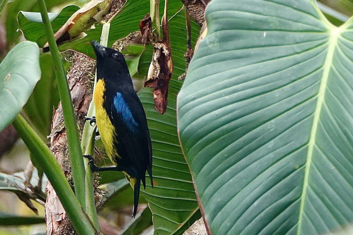 Black-and-gold Tanager - ML615485767