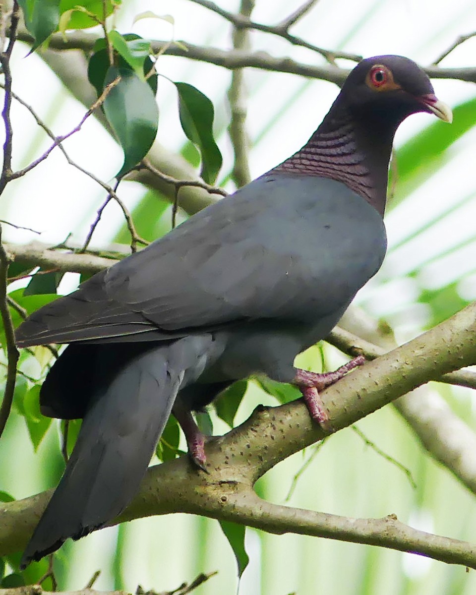 Scaly-naped Pigeon - Allie Kleber