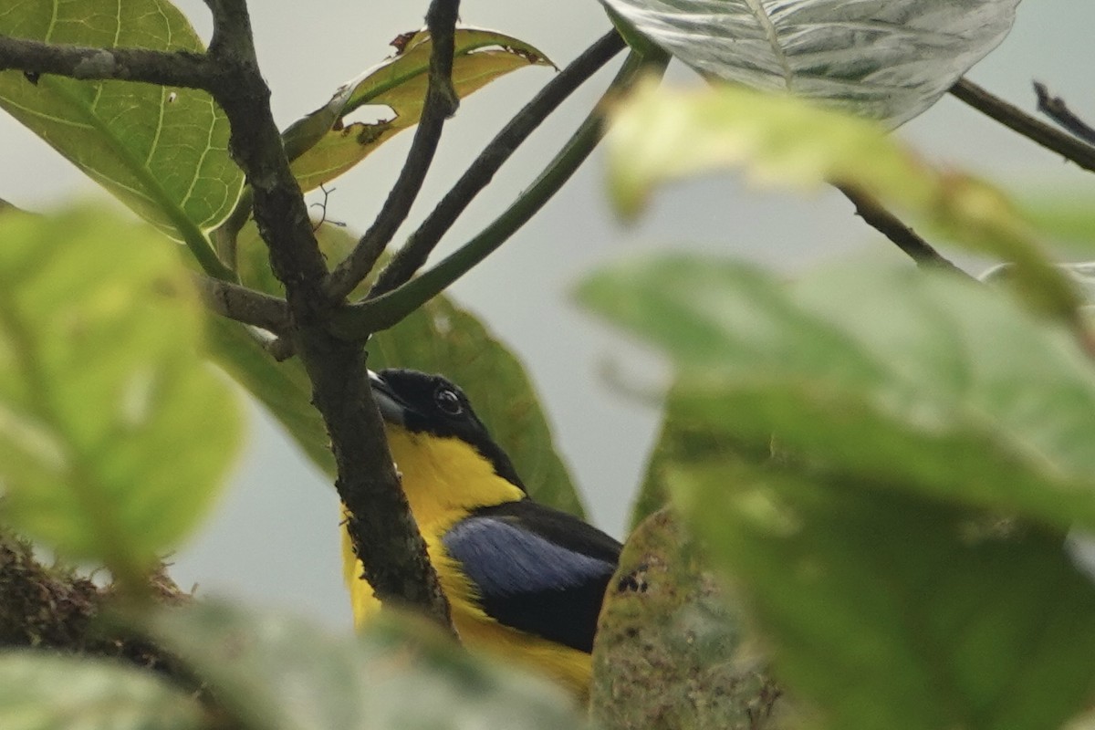 Blue-winged Mountain Tanager - ML615485791