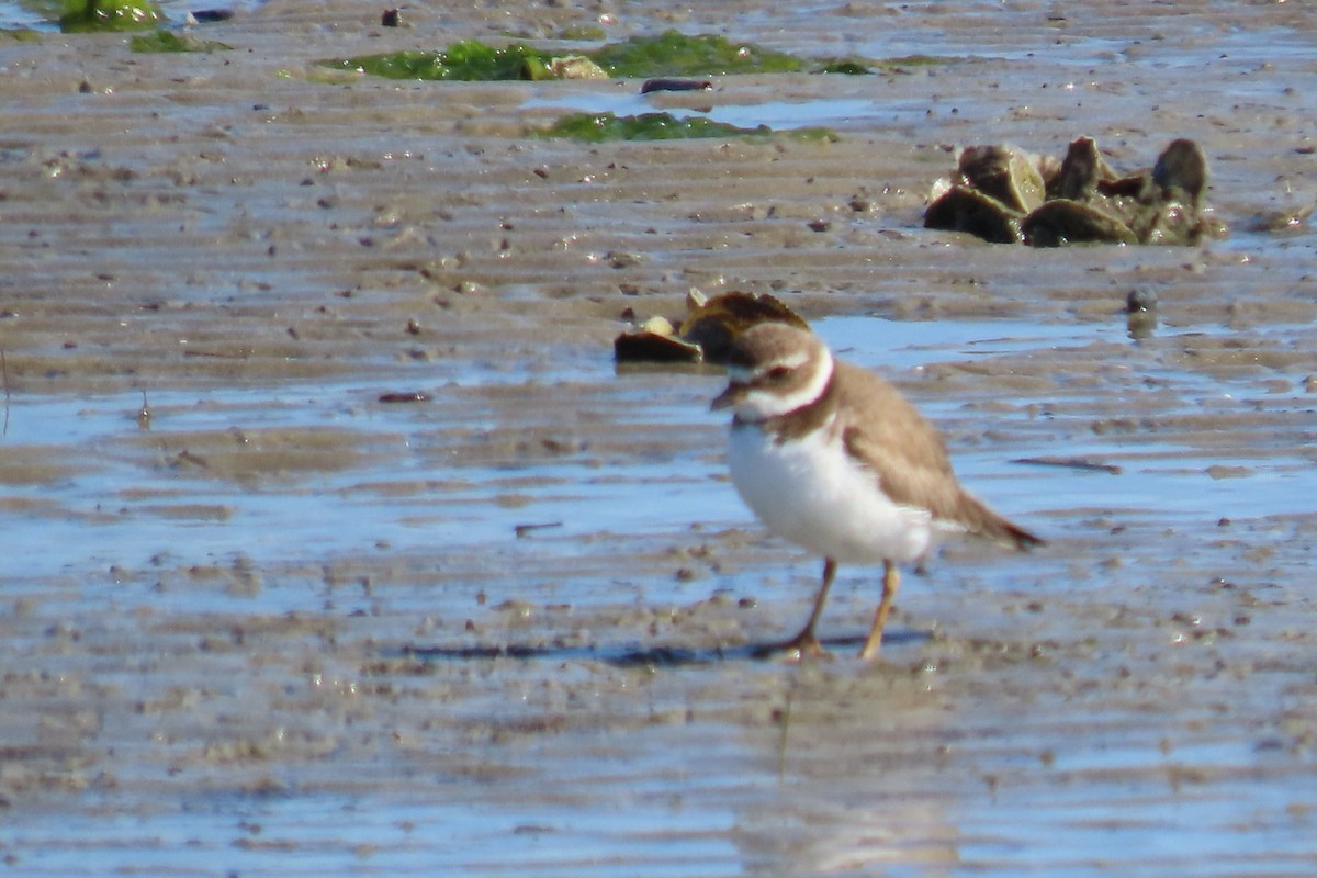 Semipalmated Plover - ML615485973
