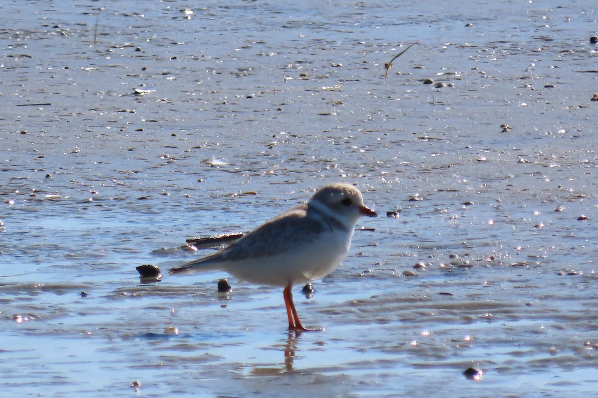 Piping Plover - ML615485993