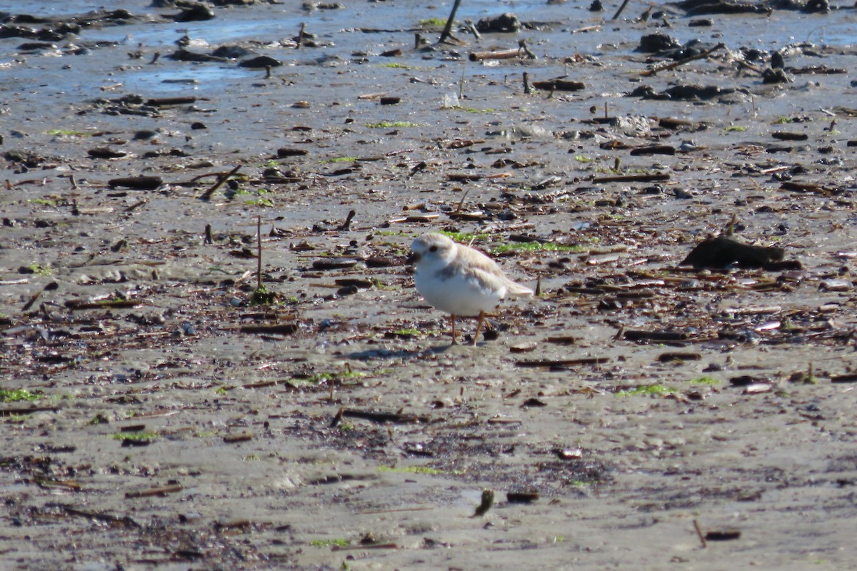 Piping Plover - ML615485994
