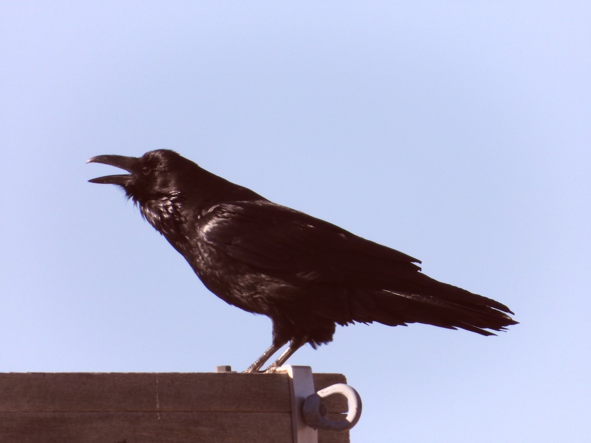 Common Raven - ML615486124
