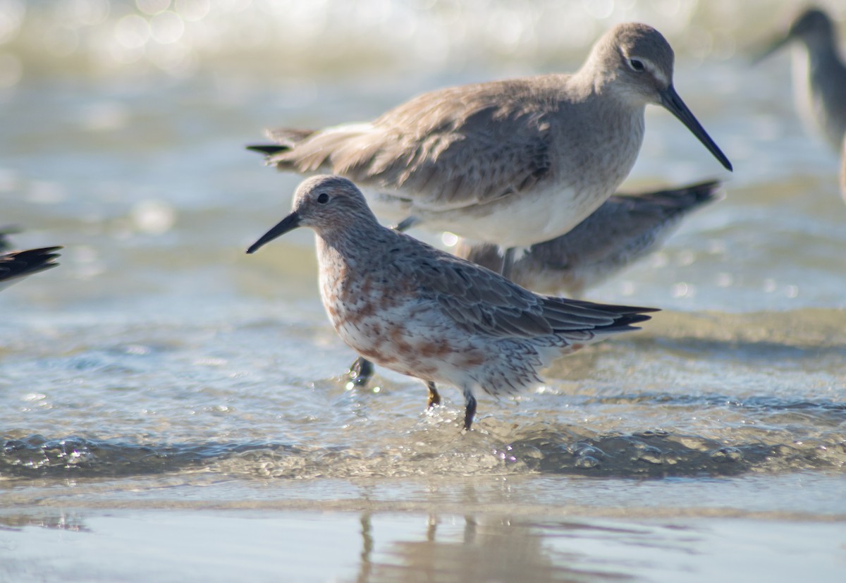 Red Knot - ML615486283