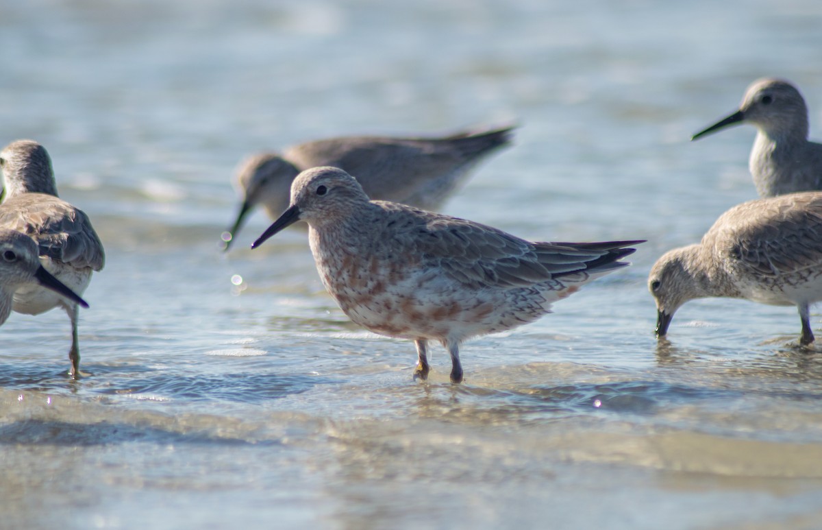 Red Knot - ML615486284