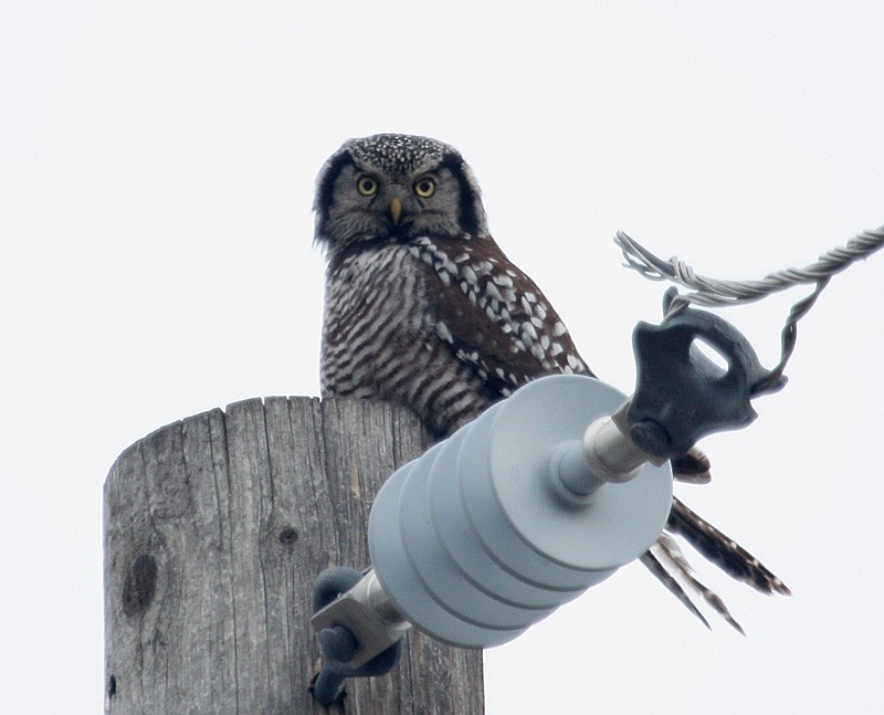 Northern Hawk Owl - ML615486318