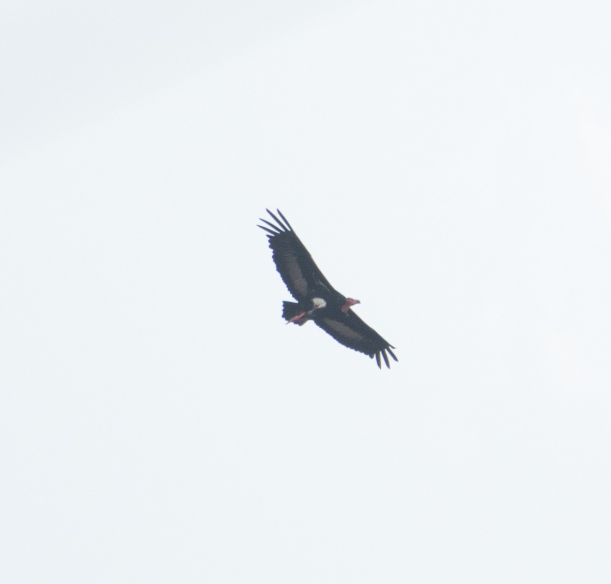 Red-headed Vulture - ML615486331