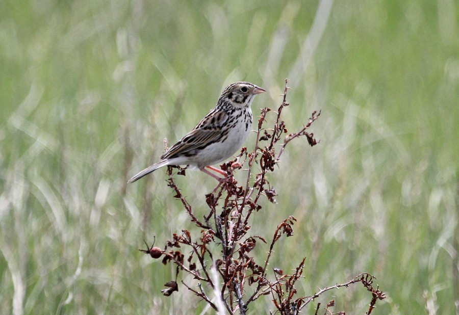 Baird's Sparrow - ML615486373