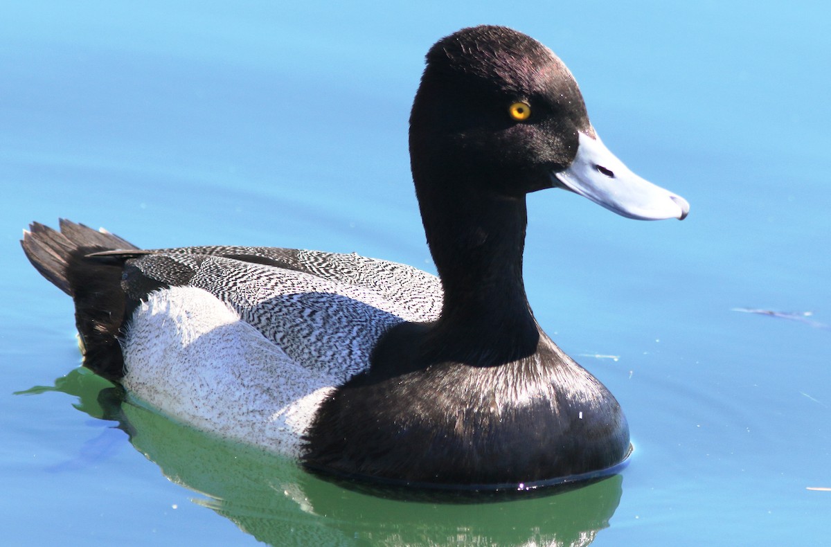 Ring-necked Duck - ML615486535