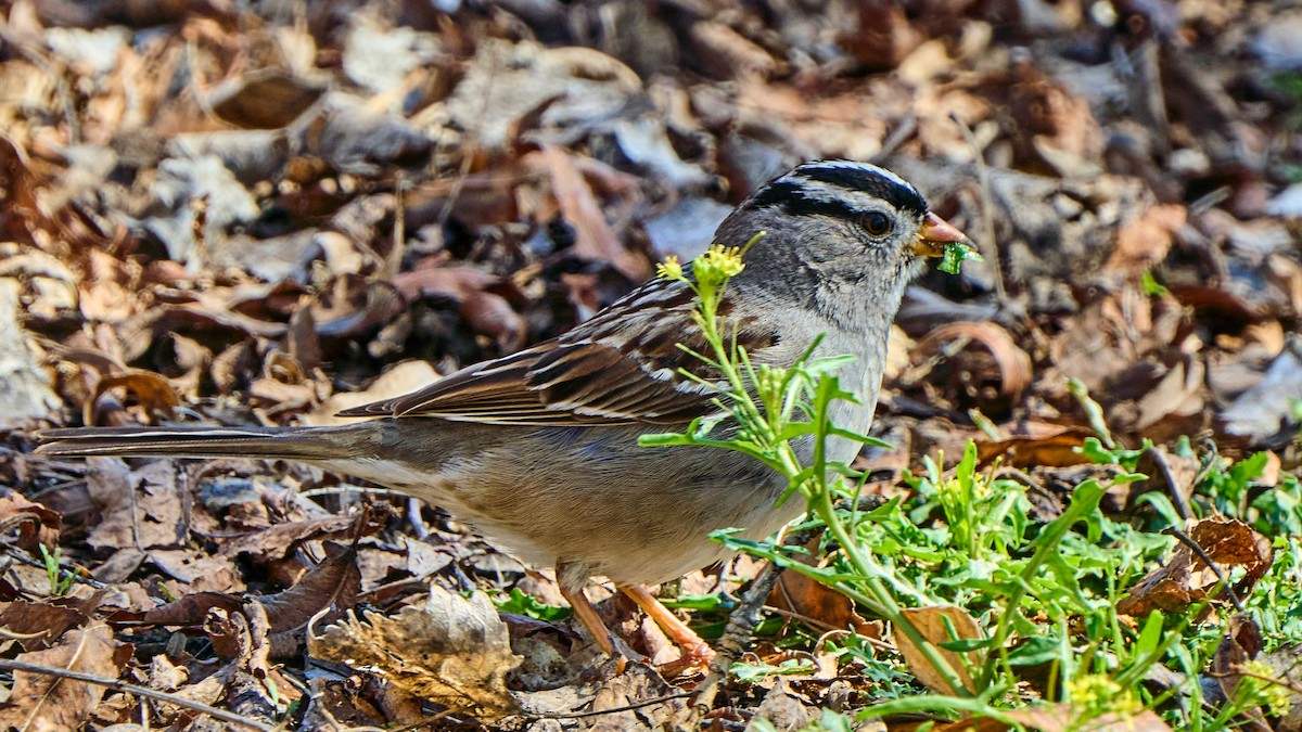 White-crowned Sparrow - ML615486848