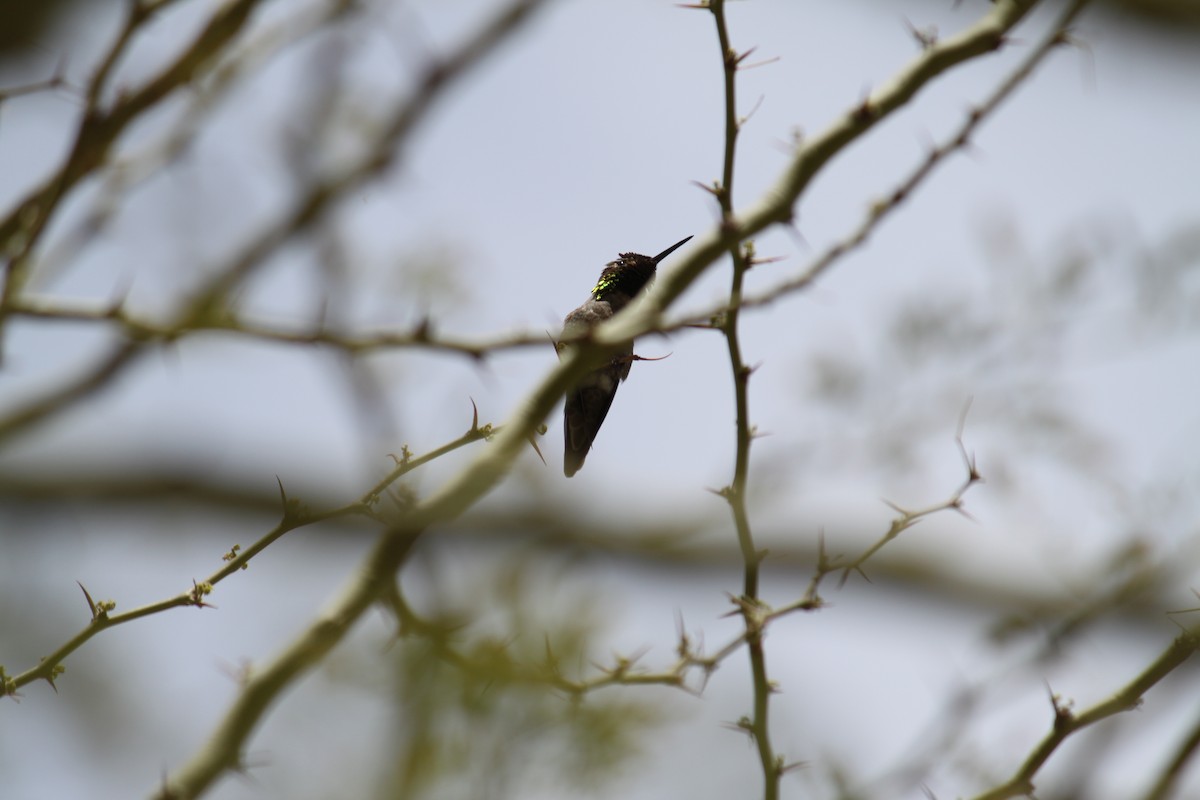 Anna's Hummingbird - ML615487002