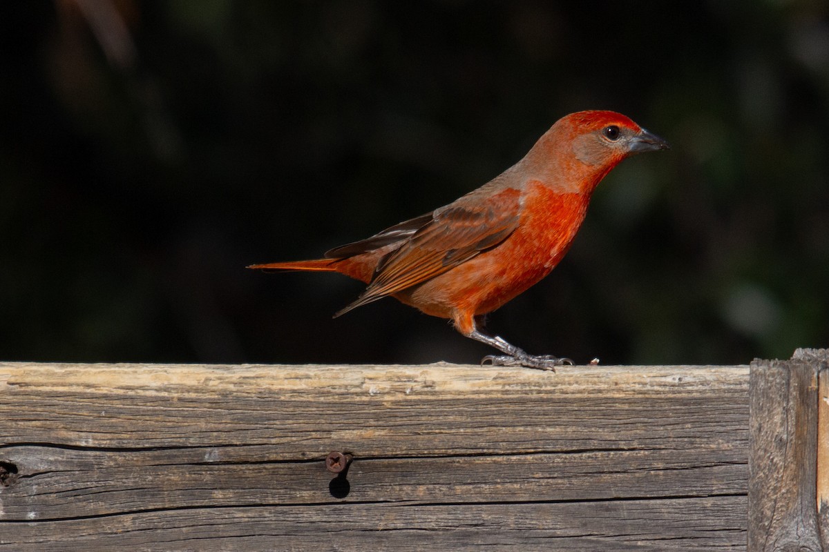 Hepatic Tanager - ML615487164
