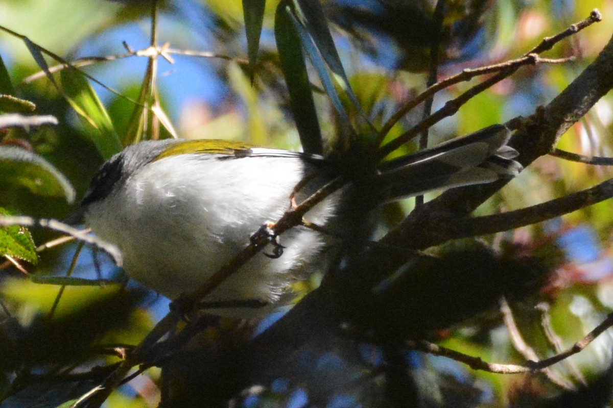 White-winged Warbler - ML615487207