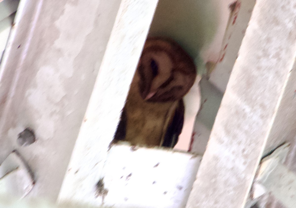 Barn Owl (Lesser Antilles) - ML615487247