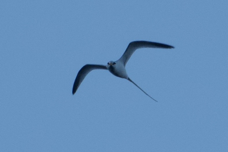 White-tailed Tropicbird - ML615487293