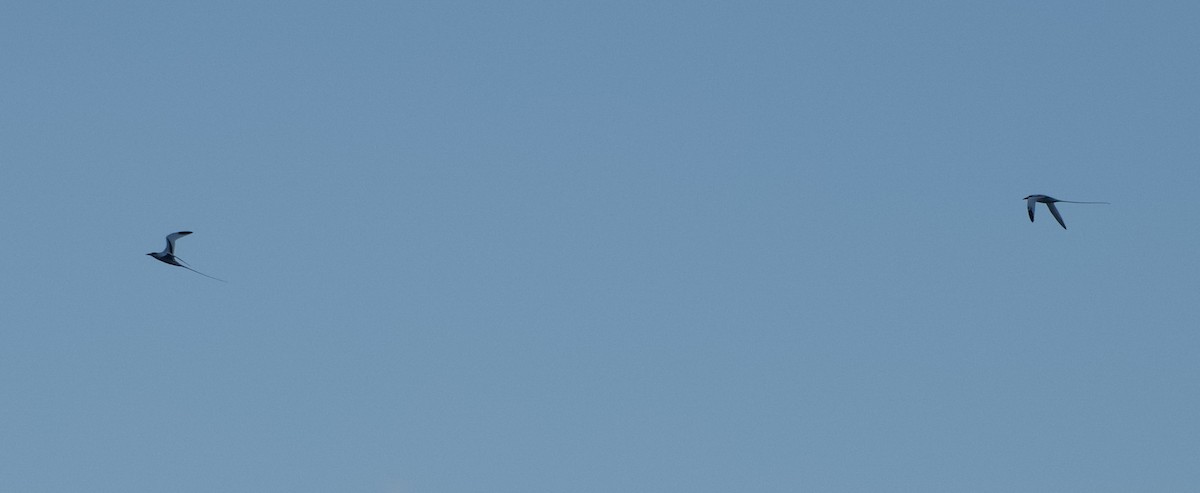 White-tailed Tropicbird - ML615487295