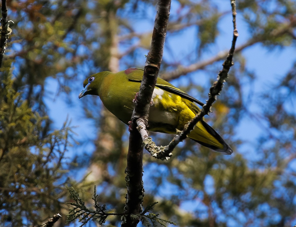 Yellow-vented Green-Pigeon - ML615487319