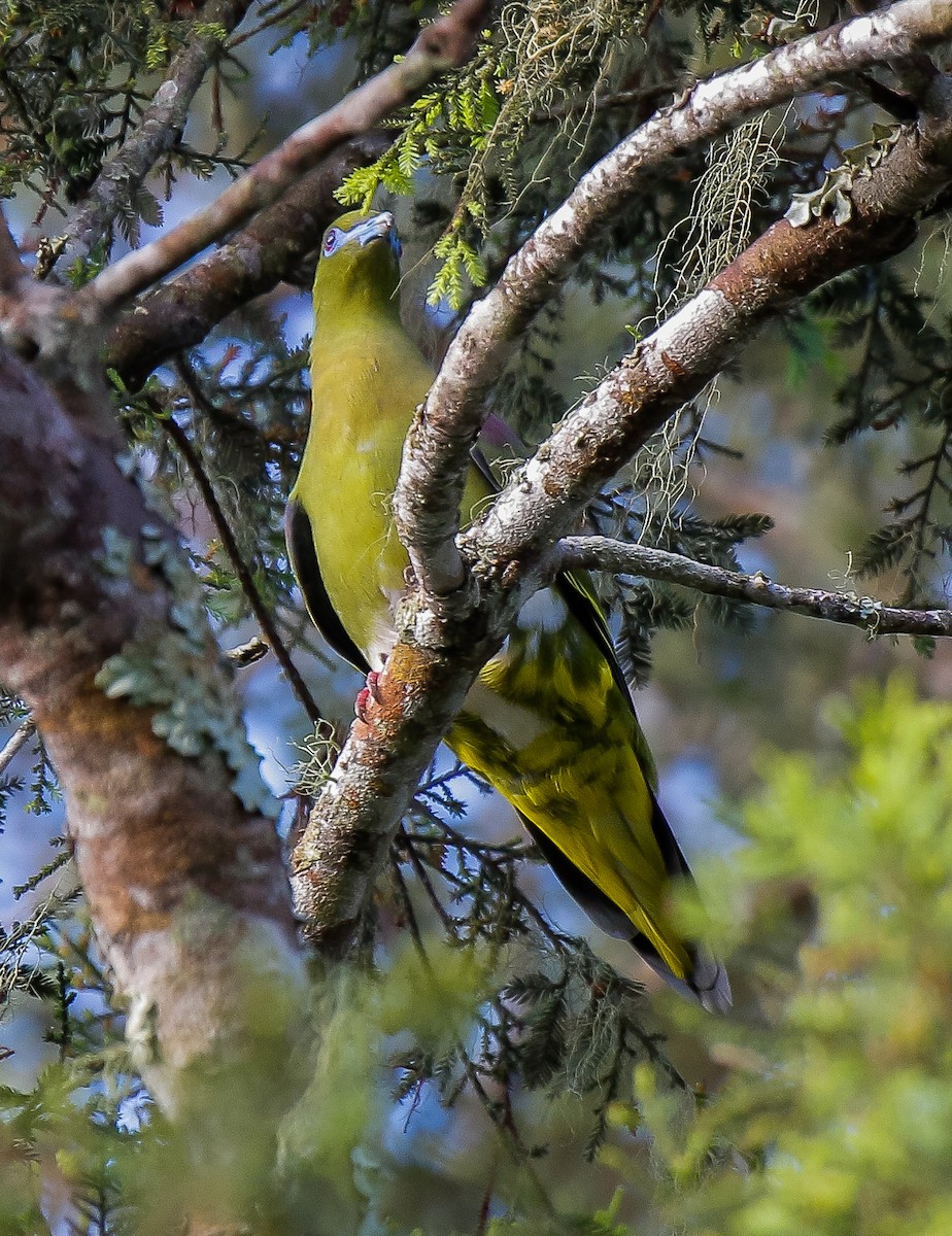 Yellow-vented Green-Pigeon - ML615487330