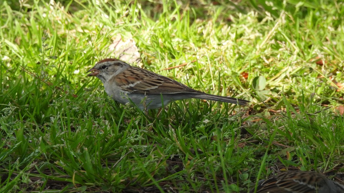 Chipping Sparrow - Karen Evans
