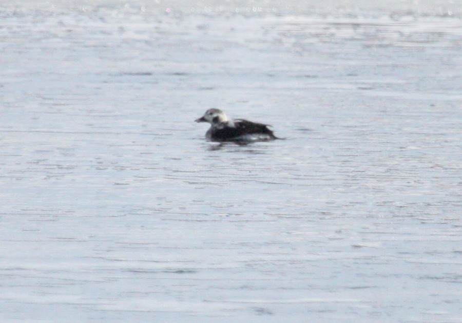 Long-tailed Duck - ML615487388