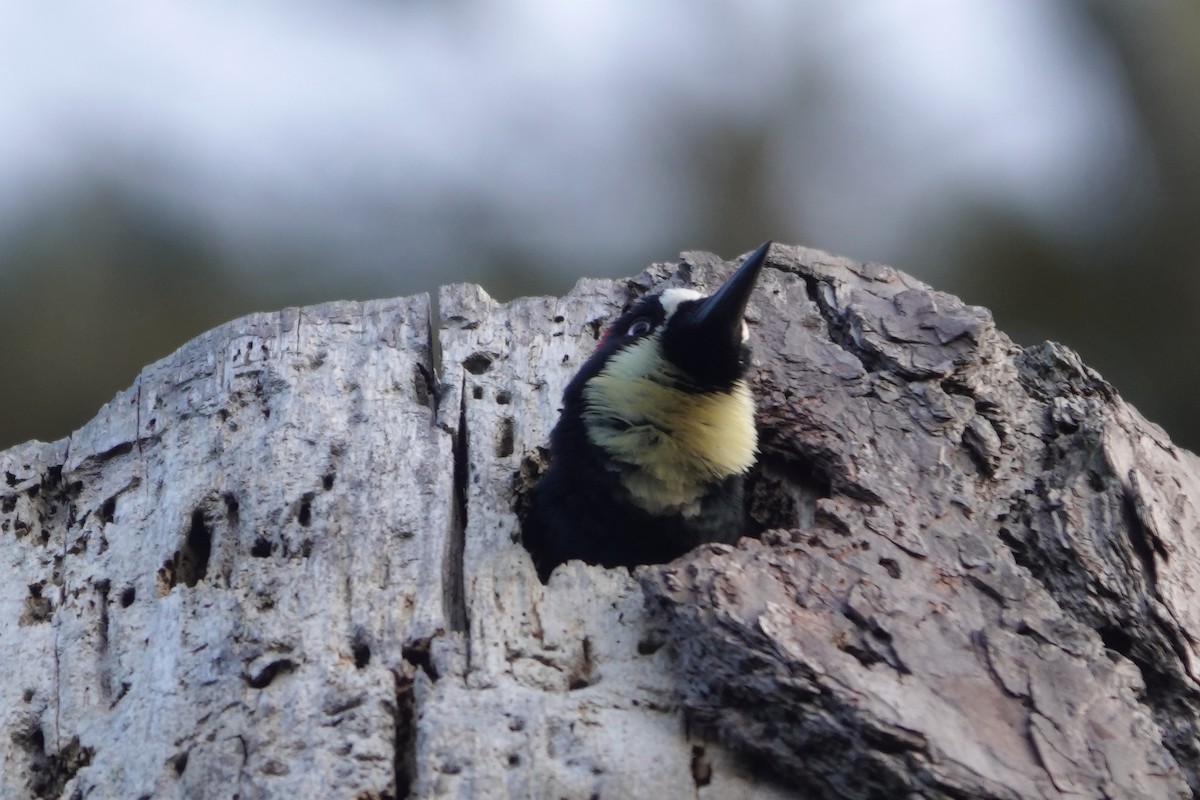 Acorn Woodpecker - Jeannette Bourgoin
